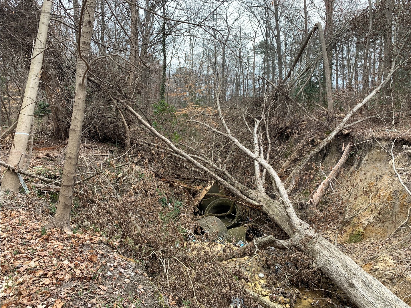 Steep cliffs at Pine Camp Creek in Richmond, Virginia